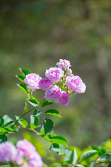 Rose flower, seven sister flower close-up, blooming outdoors in spring after the rain，Rosa multiflora Thunb. var. carnea Thory 