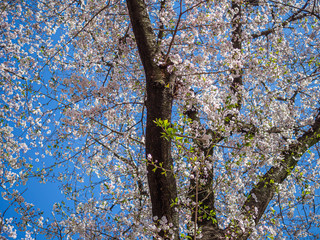 Abstract nature background. Sakura flower blooming with blue sky in cherry blossom season.