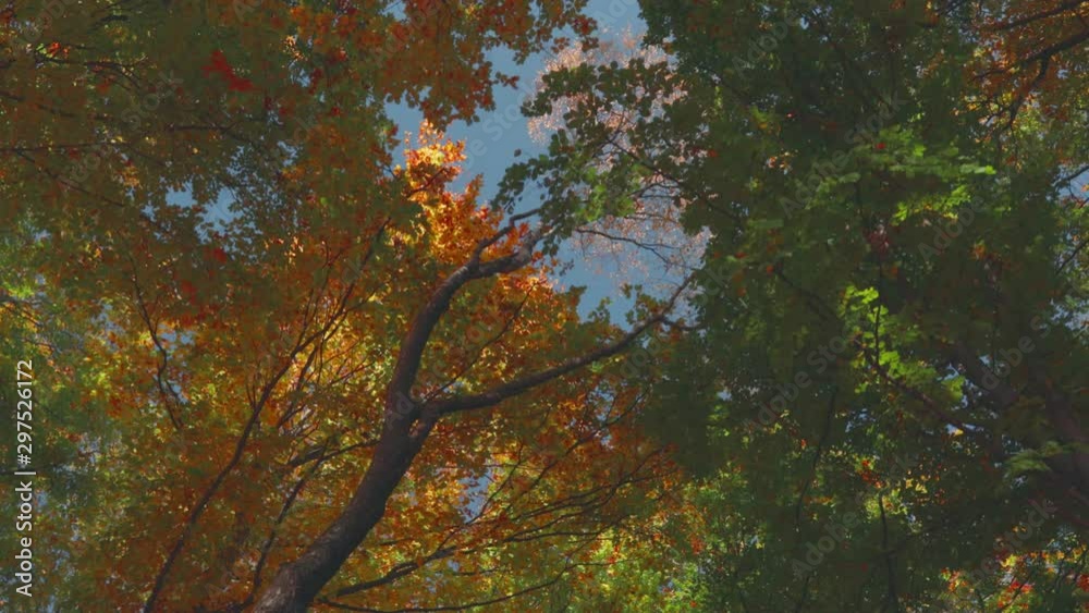 Poster looking up to autumn colored trees in the forest. blue sky. beautiful autumn day int he forest
