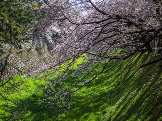 Sakura flower blooming tree on the green glass hill with light and shadow effect in cherry blossom season at the park or garden.