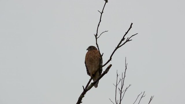 Red shouldered hawk perched on a large, barren branch in the pouring rain. Medium close. 59 sec/24 fps. 40% speed. Clip 17