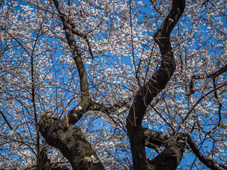 Abstract nature background. Sakura flower blooming with blue sky in cherry blossom season.