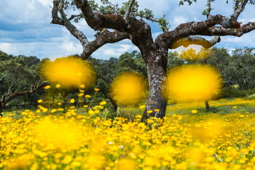 Ambroz valley, Cáceres, Extremadura, Spain, Europe