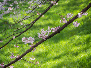 Abstract nature background. Closeup of diagonal striped sakura flower blooming branches pattern with blurry green glass background in cherry blossom at the park or garden.