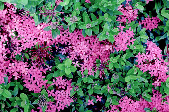 Pink ixora coccinea flower in the garden