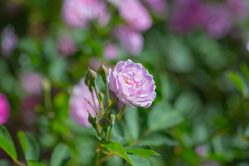 Rose flower, seven sister flower close-up, blooming outdoors in spring after the rain，Rosa multiflora Thunb. var. carnea Thory 