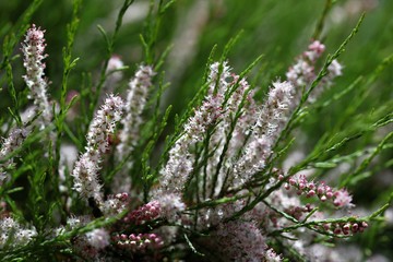 Tamariska waiting for pollination in spring flowering time
