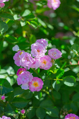 Fototapeta na wymiar Rose flower, seven sister flower close-up, blooming outdoors in spring after the rain，Rosa multiflora Thunb. var. carnea Thory 