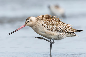 オオソリハシシギ幼鳥(Bar-tailed Godwit)