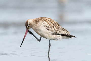 頭を掻くオオソリハシシギ幼鳥(Bar-tailed Godwit)