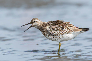 嘴を開くオバシギ(Great Knot)