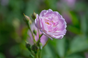 Rose flower, seven sister flower close-up, blooming outdoors in spring after the rain，Rosa multiflora Thunb. var. carnea Thory 