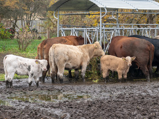 landscape with cows of different sizes and colors in a large mud field