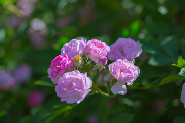 Rose flower, seven sister flower close-up, blooming outdoors in spring after the rain，Rosa multiflora Thunb. var. carnea Thory 