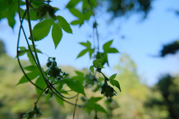 雨上がりのツル草
