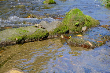 Fototapeta na wymiar 静かな川に苔が生えるせき止め石