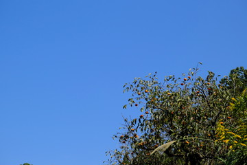 柿と秋の空