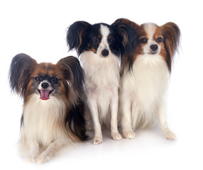 papillon dogs in studio