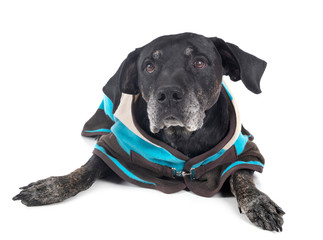 mixed-breed labrador retriever