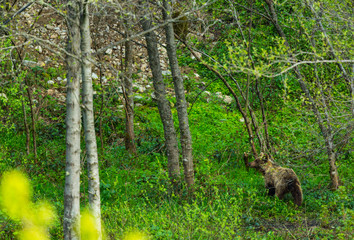 BROWN BEAR - OSO PARDO (Ursus arctos), Fuentes del Narcea, Degaña e Ibias Natural Park, Asturias,...