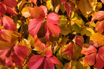 Colorful background of fallen autumn leaves