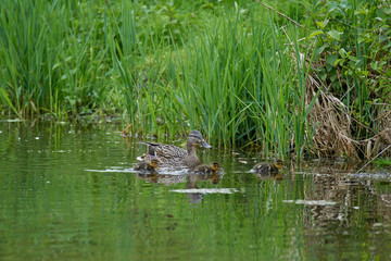 A family of ducks in search of food, at daor a few days after birth