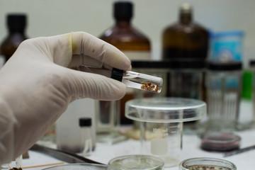 tick louse laboratory