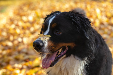 bernese mountain dog walk in the forest, happy dog head in an autumn sunny day in a woods on yellow and red leaves