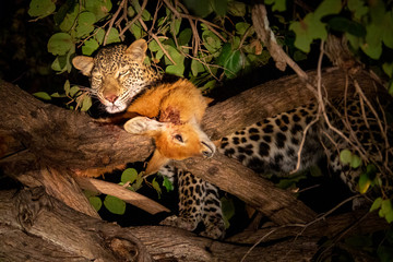 Leopard with puku over the tree at night looking down