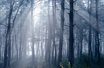 pine tree forest in a sunny morning / evening with fog, mystery dark woods