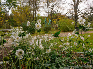 Obraz premium Botanisk Have blomster