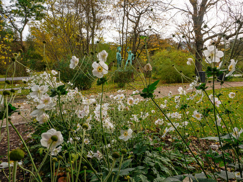 Botanisk Have blomster