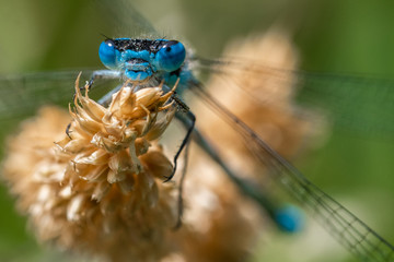 Damselfly