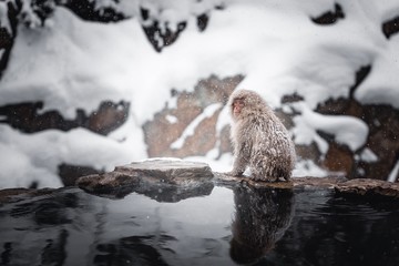 winter monkeys