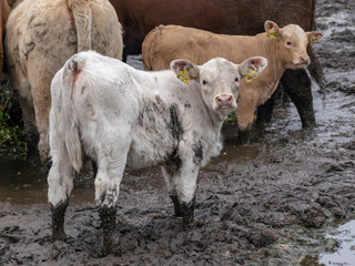 Obraz premium landscape with cows of different sizes and colors in a large mud field