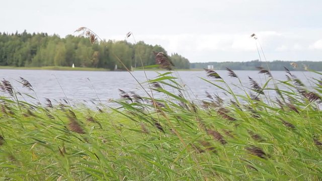 Green lake reed swinging in the wind. Saima lake, Finland. Overcast weather