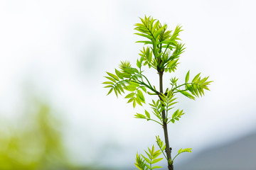 ASH OR EUROPEAN ASH (Fraxinus excelsior), Fuentes del Narcea, Degaña e Ibias Natural Park,...