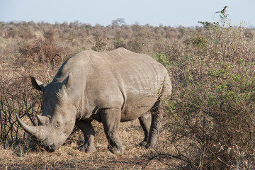 A rhino, rhinoceros grazing in an open field in South Africa. Wild animal on a background of wild landscape.