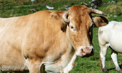 Cow In the mountain meadow, French Pyrenees, Bearn