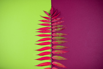 fern, background, botanical, plant, pattern, abstract, design, green, nature, trendy, natural, jungle, bright, modern, leaf, foliage, beauty, color, concept, wallpaper, beach, trend, palm, beautiful