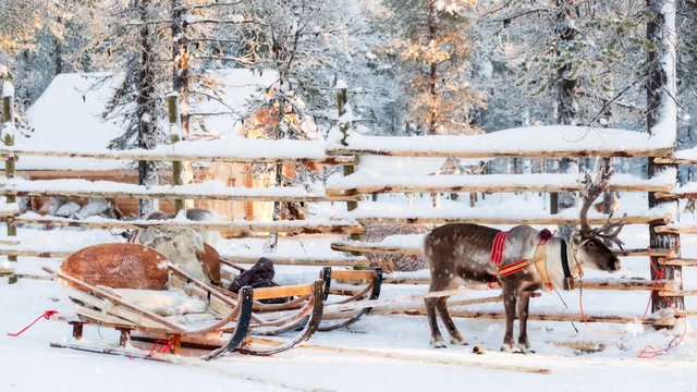 Snow falling on reindeer sleigh  in winter in Lapland, Finland, Christmas holiday landscape - Seamless loop, video 4K