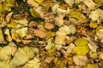 Fallen leaves lie on green grass