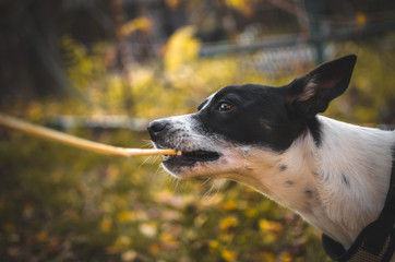 Basenji dog bites a branch on an autumn background