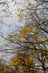 Yellow maple leaves on a dark branches