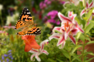 Schmetterling 437 © K.-U. Häßler