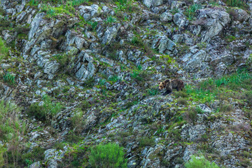 BROWN BEAR - OSO PARDO (Ursus arctos), Fuentes del Narcea, Degaña e Ibias Natural Park, Asturias,...