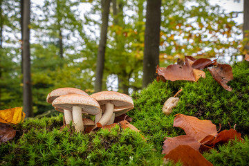 Mushrooms in amazing colorful autumnal forest