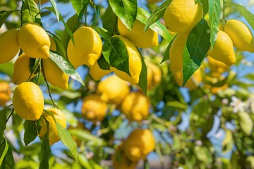Bunches of fresh yellow ripe lemons with green leaves. - Powered by Adobe
