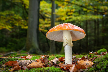 Amanita muscaria in colorful autumnal forest - poisonous toadstool