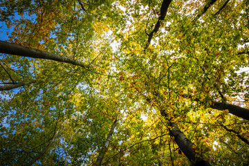 Upward view into beautifully colored beech treetops